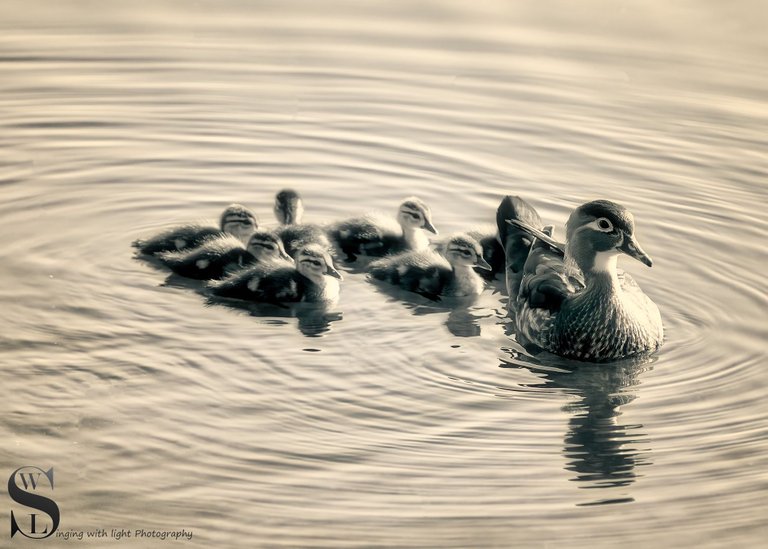 MOno birds and -5.jpg