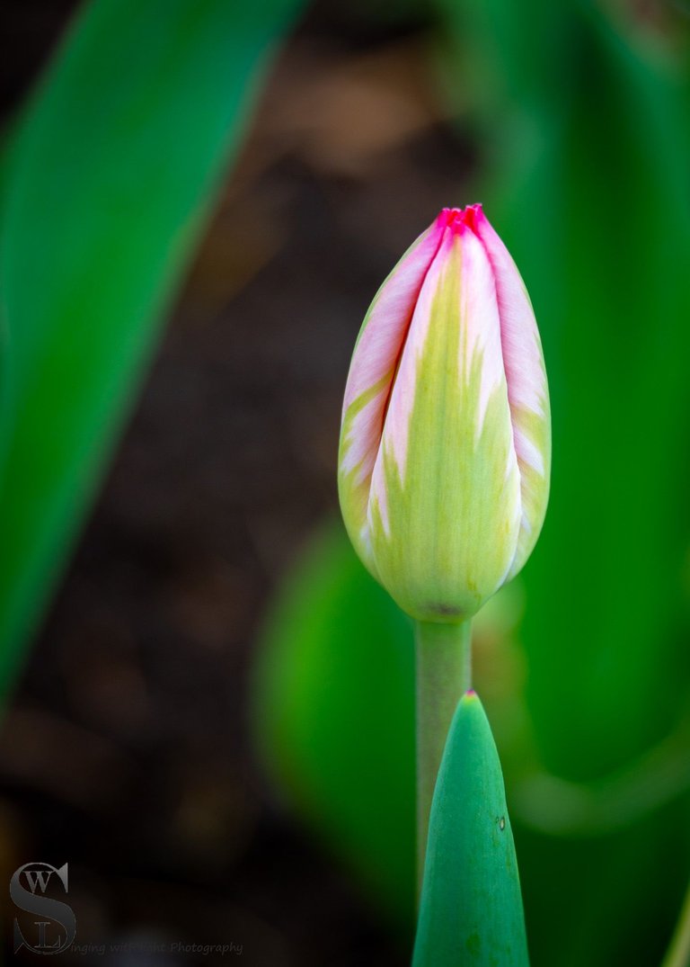 sb tulips-3.jpg