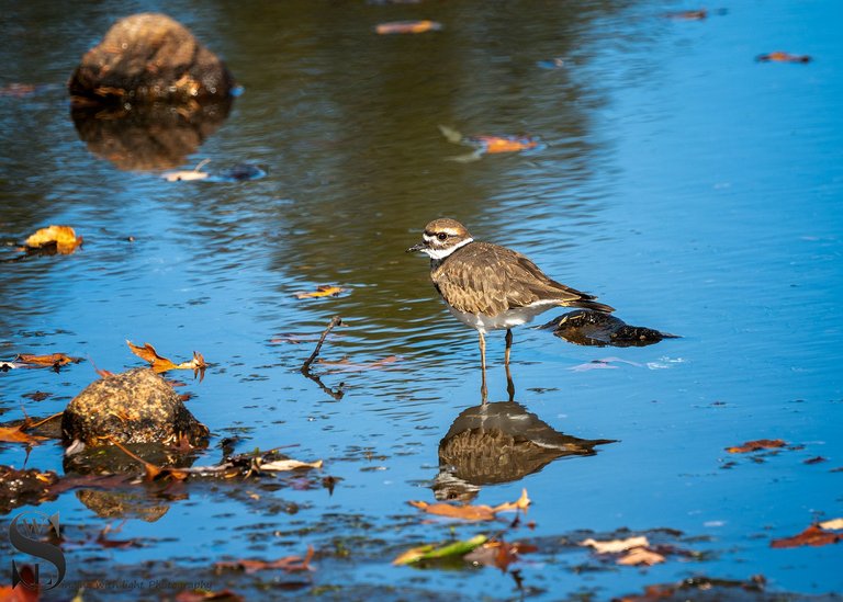 birds at the pond-2.jpg