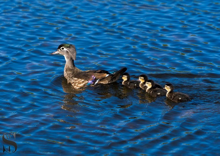 Birds Wood Duck Family.jpg