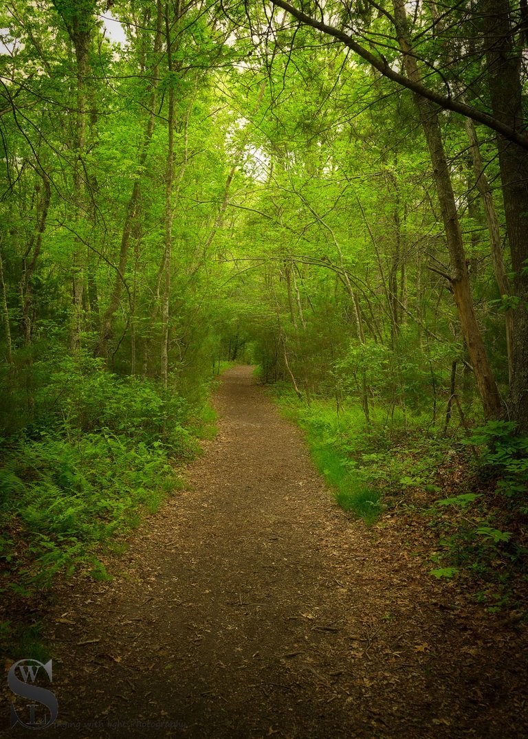 Destruction Brook trail_-4.jpg