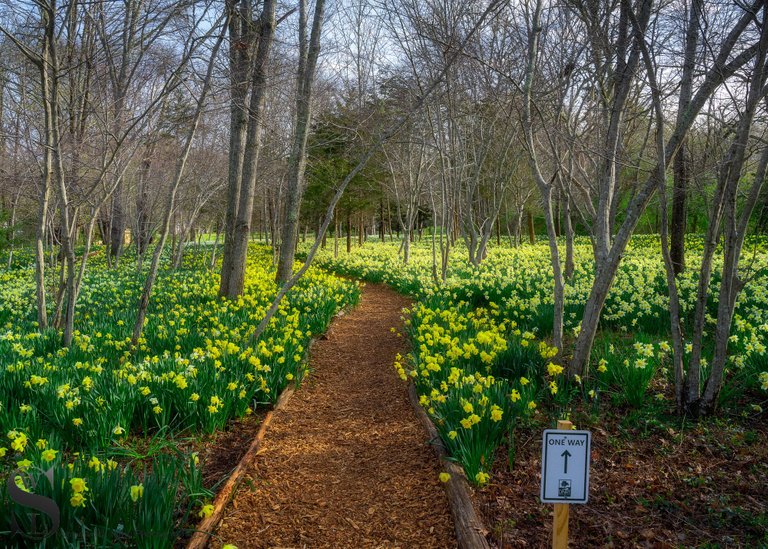 daff fields-5.jpg