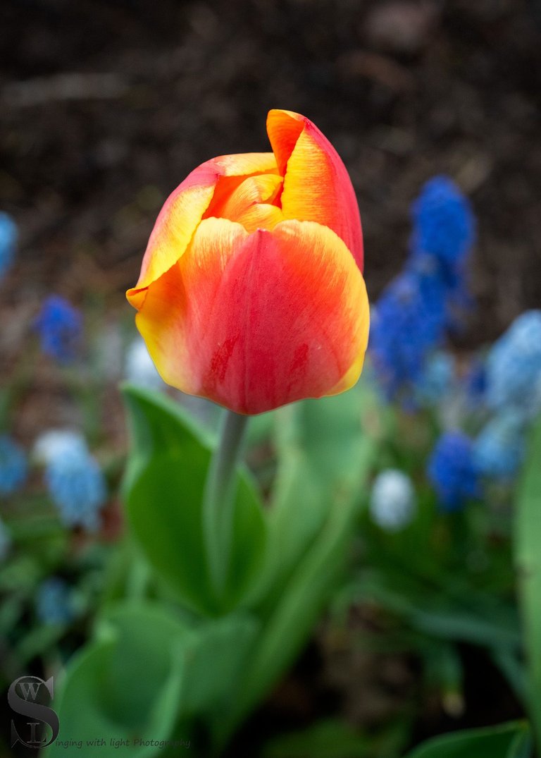 sb tulips-5.jpg