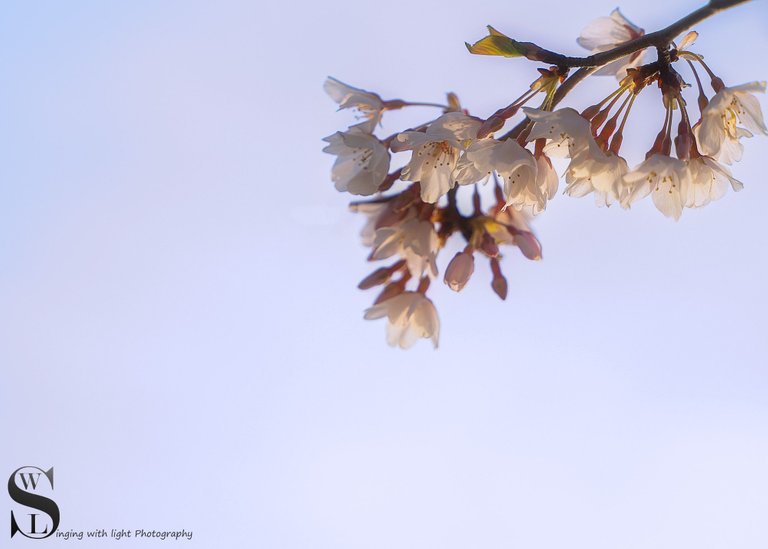 spring buttonwood-2.jpg