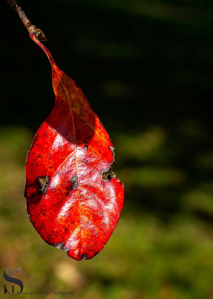 leaves-3.jpg