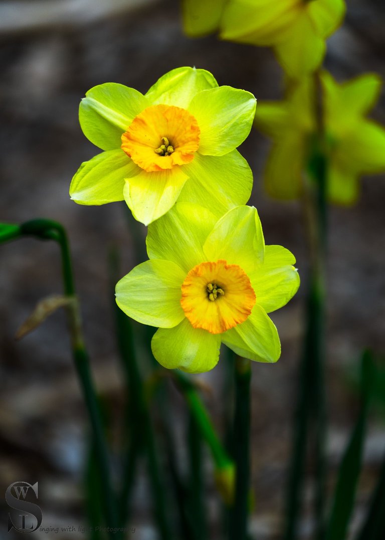 daffodils.jpg