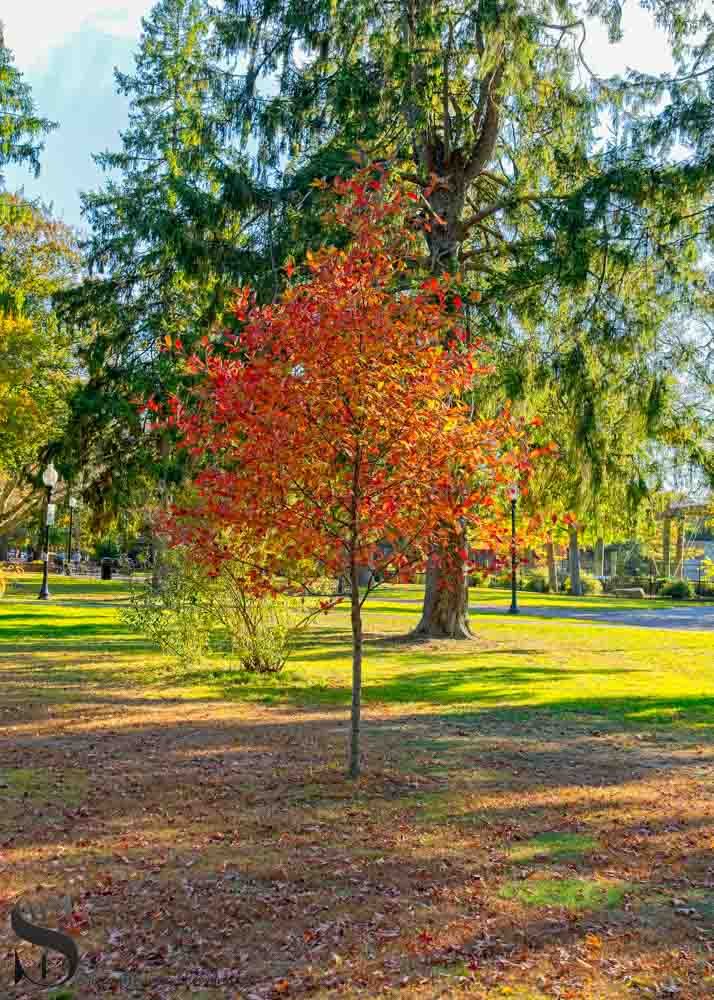 buttonwood fall colors_-5.jpg