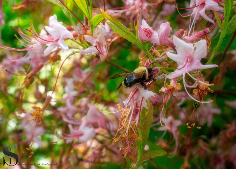 blossoms and bees-4.jpg