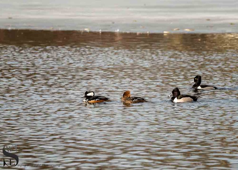 birds sb-3.jpg