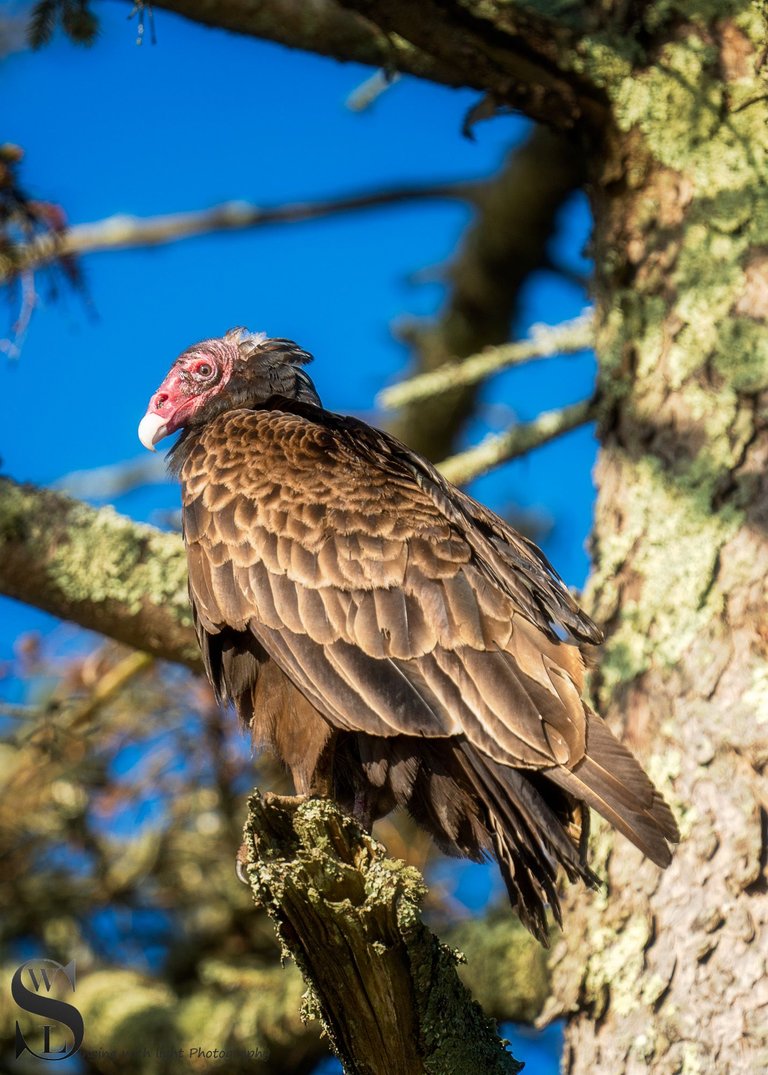 turkey Vulture-6.jpg