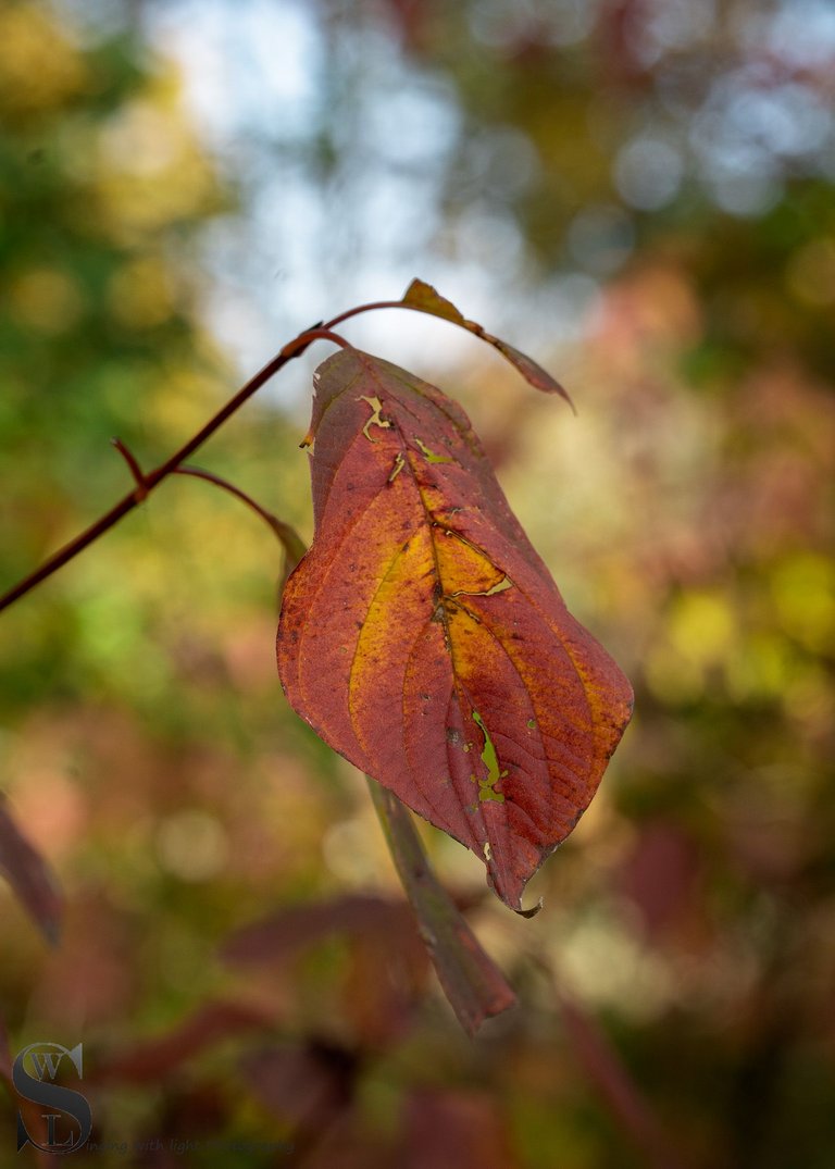 fall foliage-4.jpg