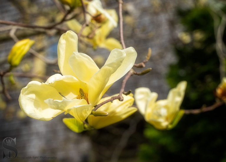 sb magnolias-1.jpg