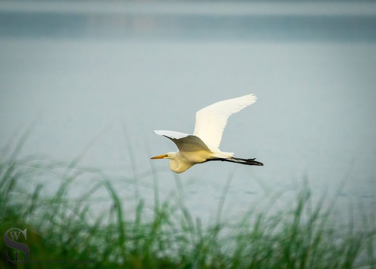 egrets-5.jpg