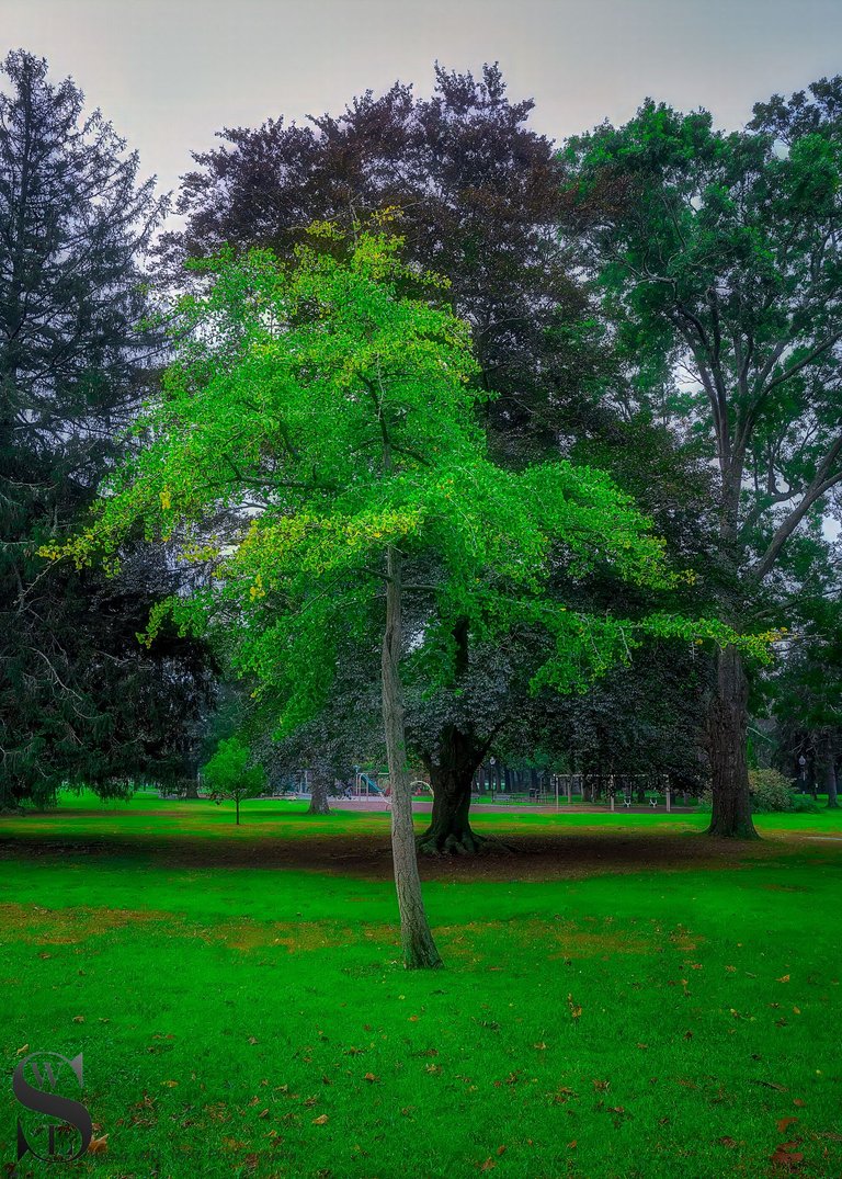 trees buttonwood Park.jpg