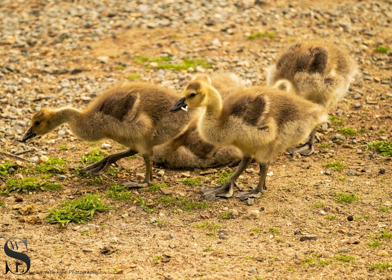 spring goslings-6.jpg