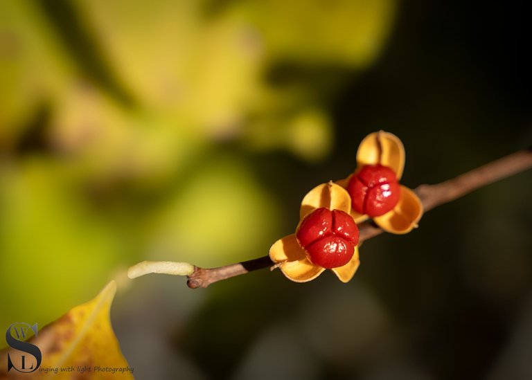 fall foliage-2.jpg