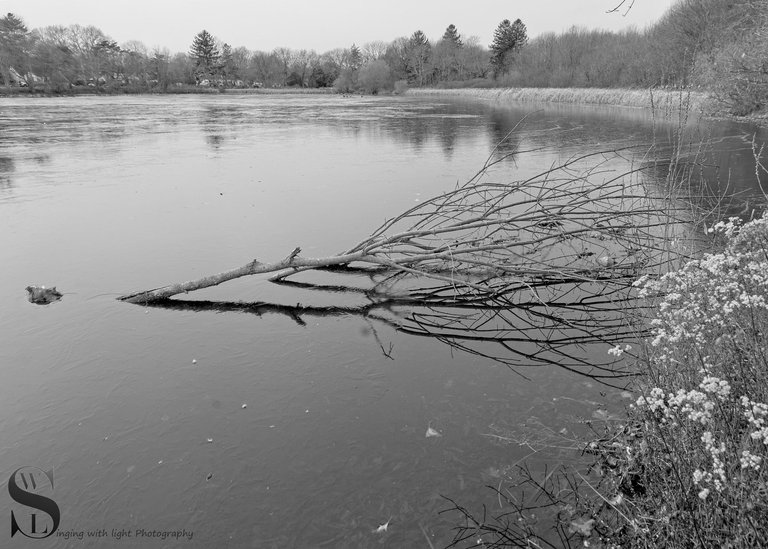 mono icy pond-5.jpg