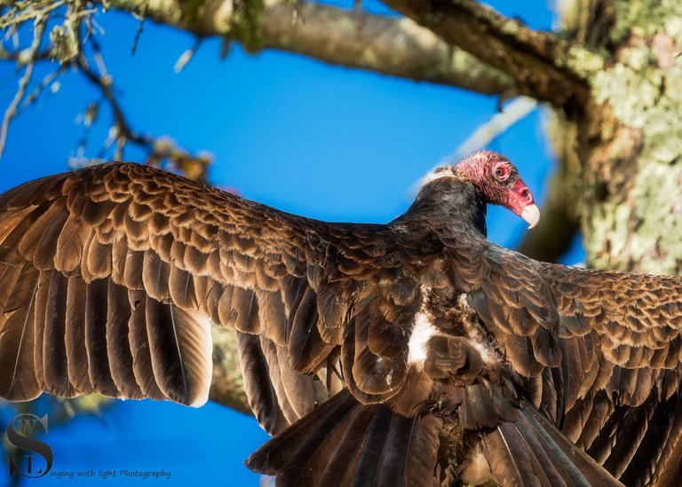 turkey Vulture-4.jpg