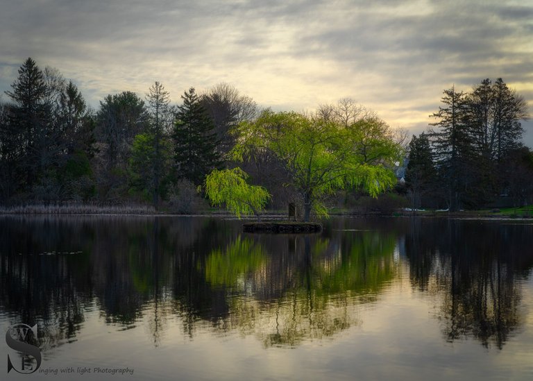 spring buttonwood-3.jpg