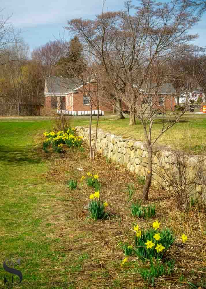 daffodils-5.jpg