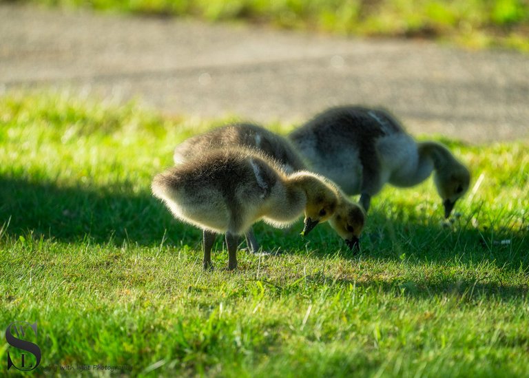 spring goslings-1.jpg