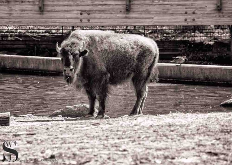 mono at the zoo.jpg