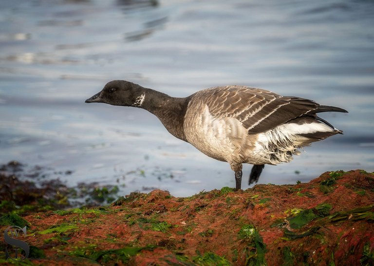 brant geese-4.jpg