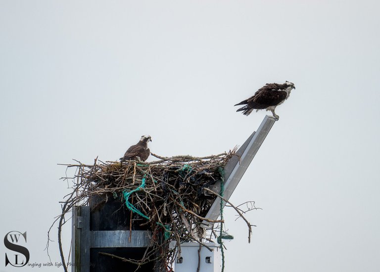 osprey and heron-5.jpg