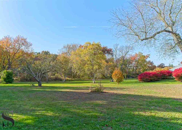 buttonwood fall colors_-3.jpg