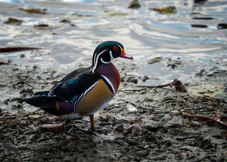 birds at the pond-4.jpg