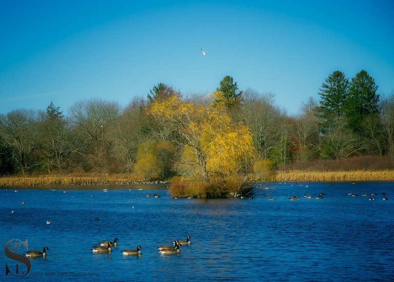 more of buttonwood park-2.jpg