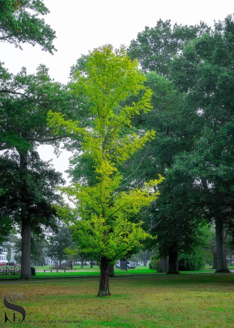 trees buttonwood Park-3.jpg