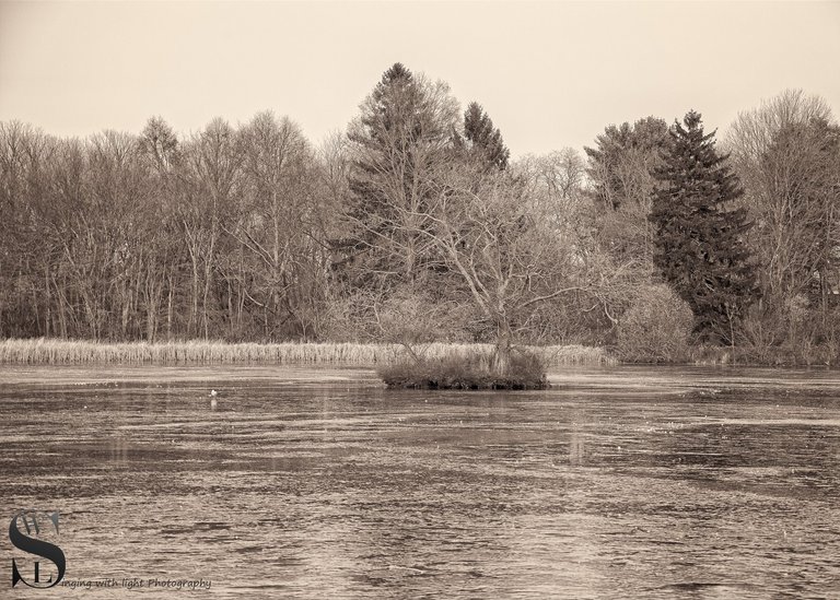 mono icy pond-3.jpg