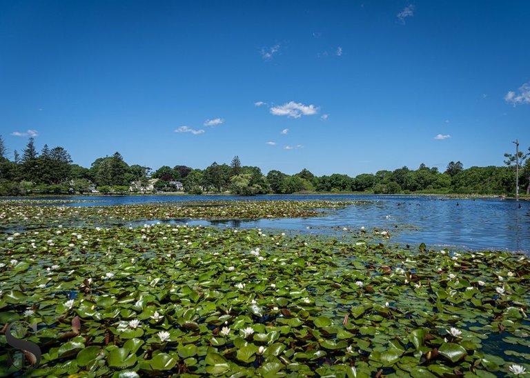 water lillies-3.jpg