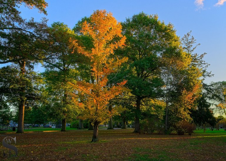 fall hazelwood park.jpg