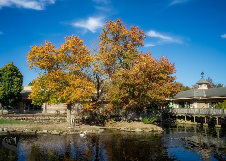 zoo fall colors_-2.jpg