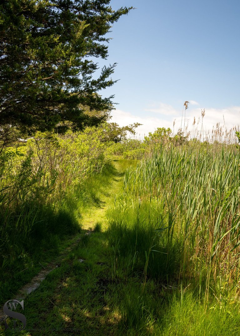 ww Winsegansett marshes-5.jpg