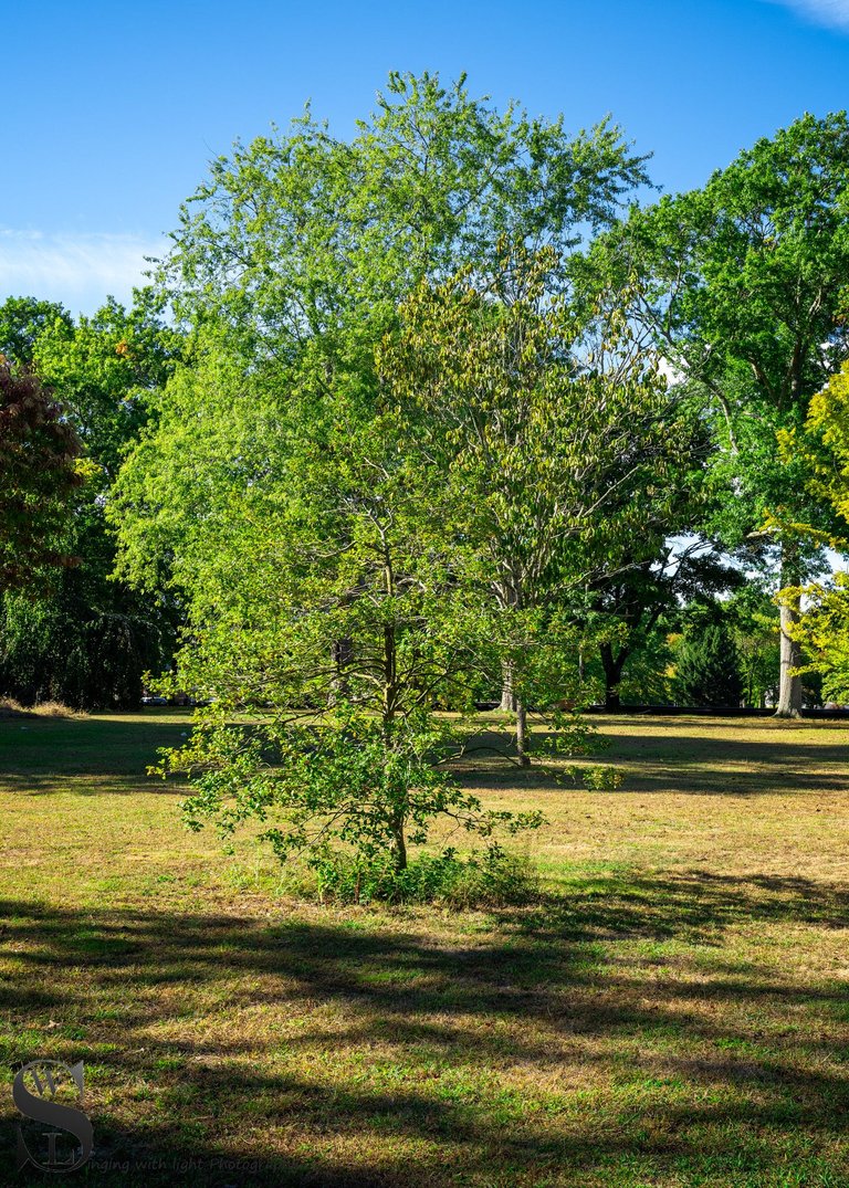 buttonwood park.jpg