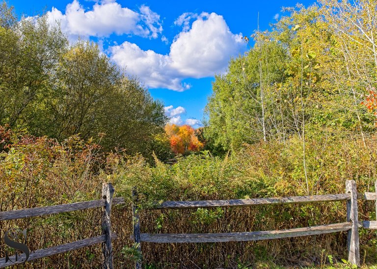 more fall colors at the sawmill-3.jpg