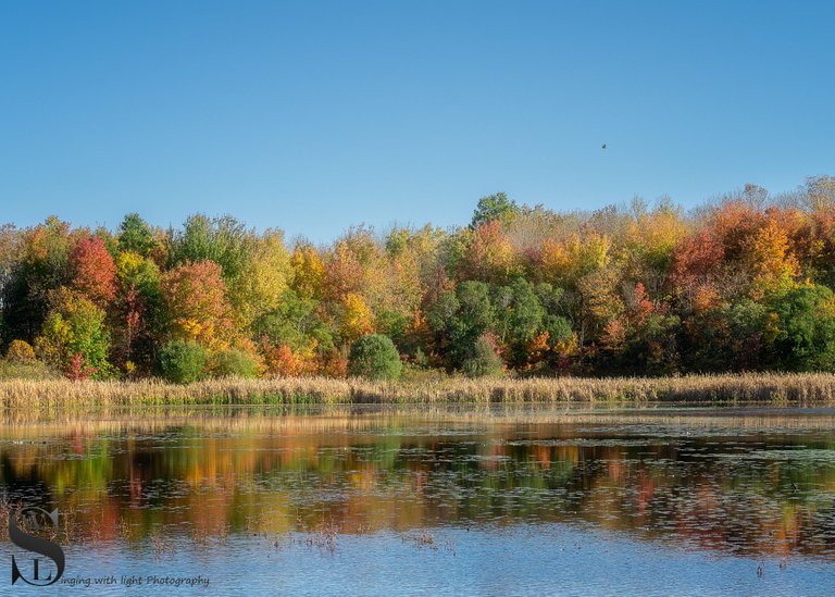 tamron 40-500 fall colors-2.jpg