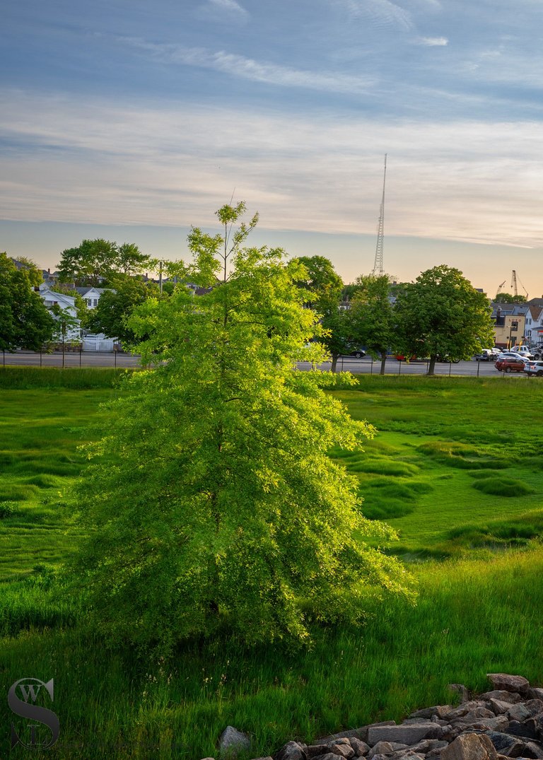 sb trees-2.jpg