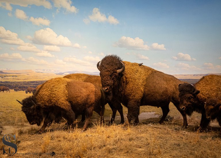 mf Natural History Museum-7.jpg