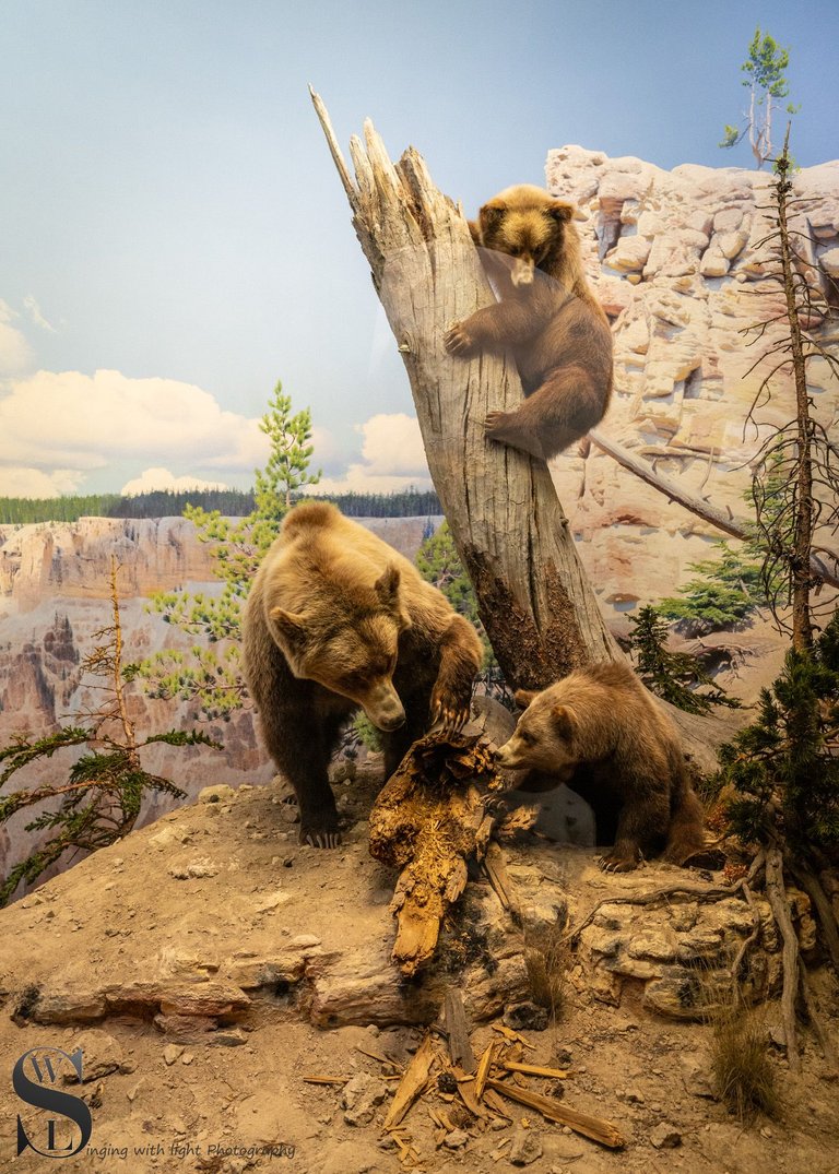 mf Natural History Museum-5.jpg