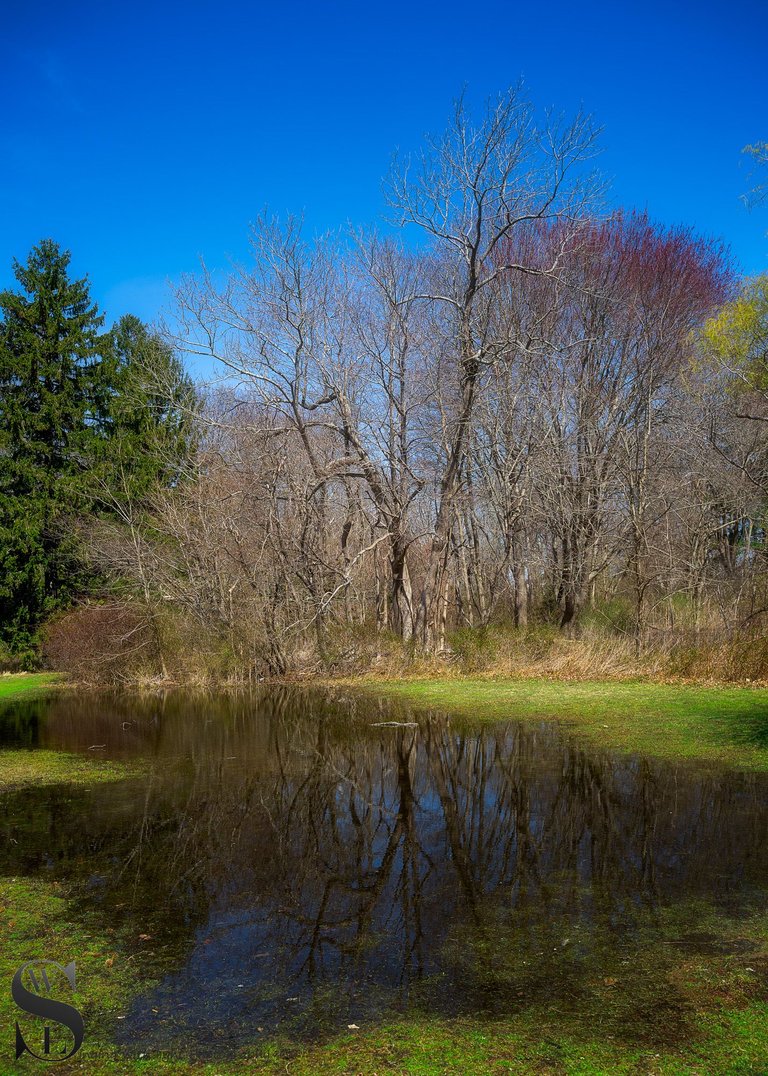 reflections in the water.jpg