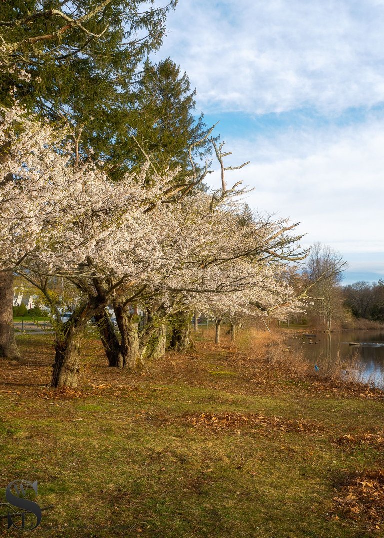 spring buttonwood-6.jpg