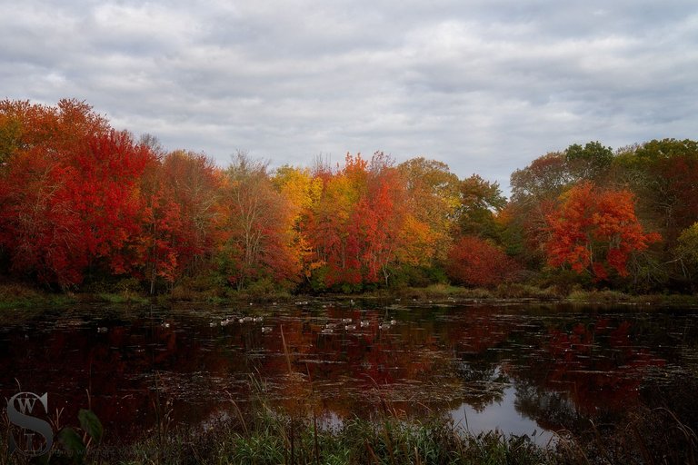 fall colors sawmill-4.jpg