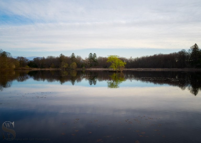 tree on island-1-2.jpg