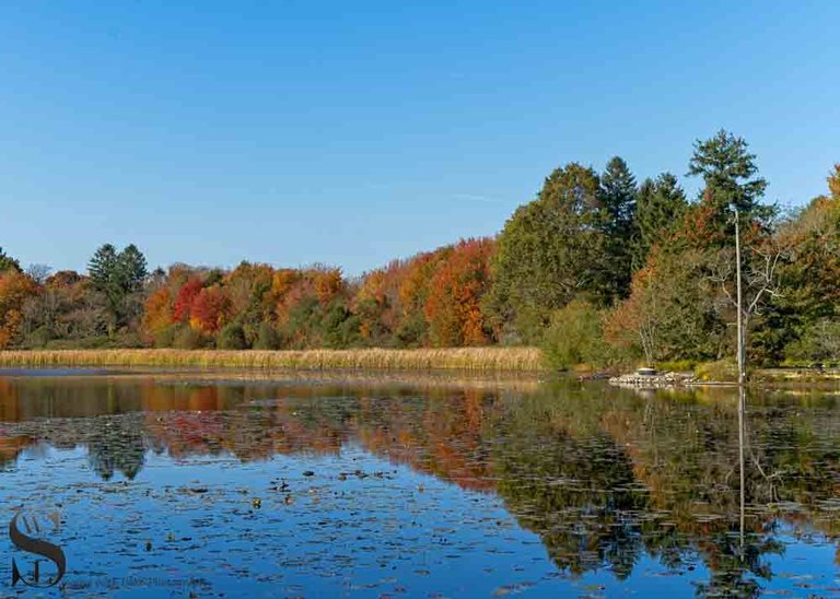 buttonwood fall colors_-4.jpg