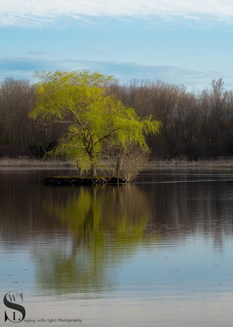 the tree on the pond-5.jpg