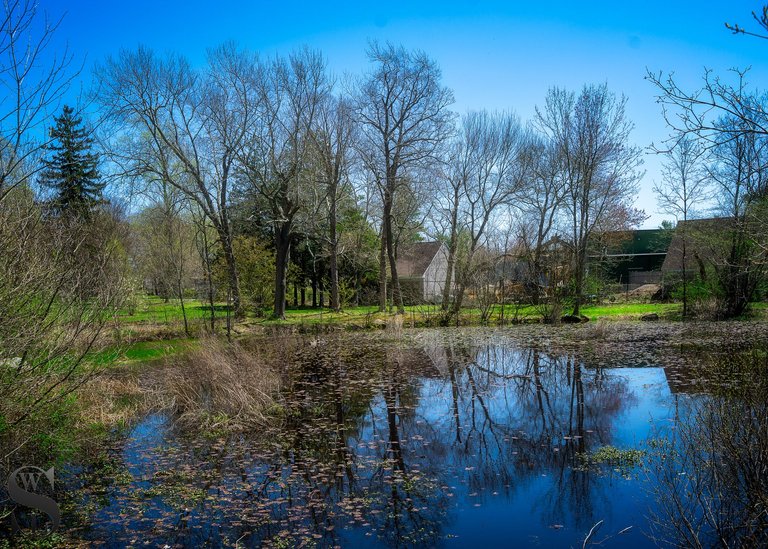buttonwood-3.jpg